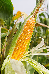 玉米在树上收成植物蔬菜环境棒子粮食店铺营养内核玉米芯图片