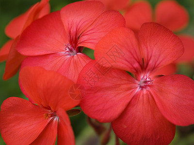 彩色的红春花图片