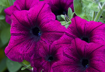 紫天鹅绒花瓣花园图片