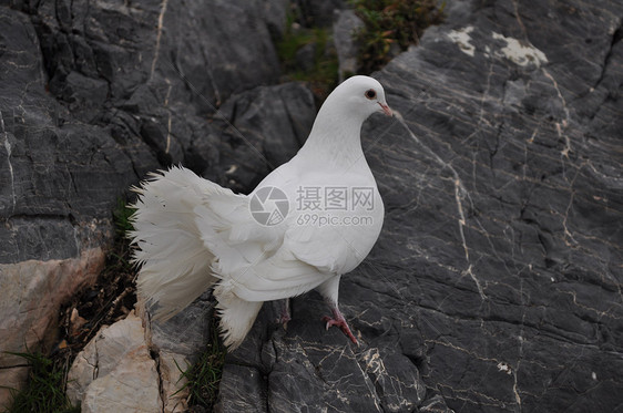 鸽子自由翅膀岩石黑色动物羽毛白色图片