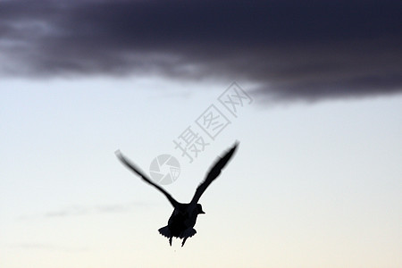 照片来自下Klamath国家野生动物保护区天鹅鸭子野生动物游戏动物国家避难所图片