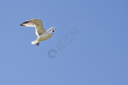 白海鸥在空中飞翔动物空气鸟类飞行翅膀天空海鸥白色蓝色野生动物图片