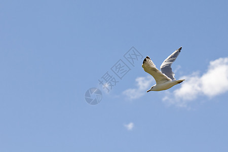 白海鸥在空中飞翔蓝色天空空气海鸥野生动物白色翅膀动物鸟类飞行图片