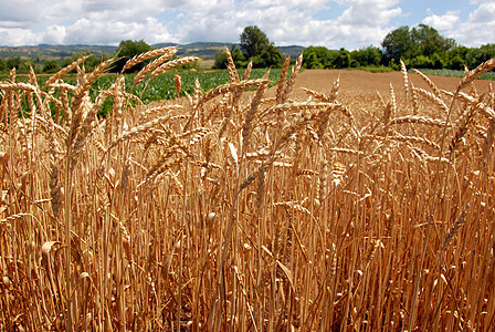 小麦田农田种植农场场地生长生物植物地平线生产食物图片