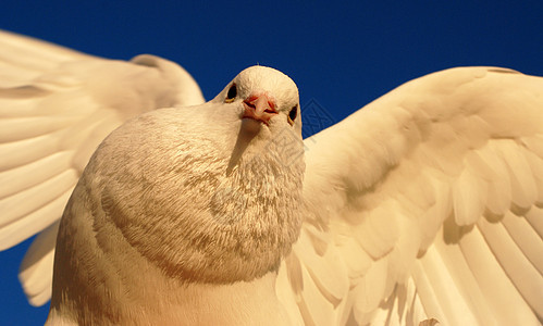 白鸽飞行白色翅膀羽毛天空和平世界释放自由象征图片