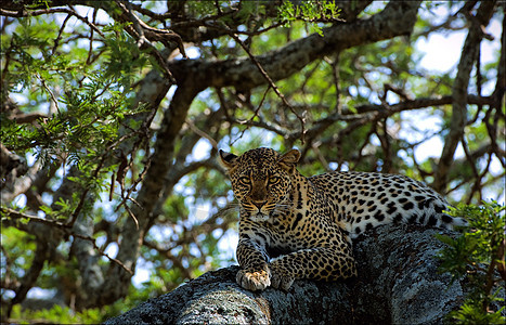 树上的豹子栖息地猎人哺乳动物野生动物眼睛食肉捕食者肉食者动物荒野图片