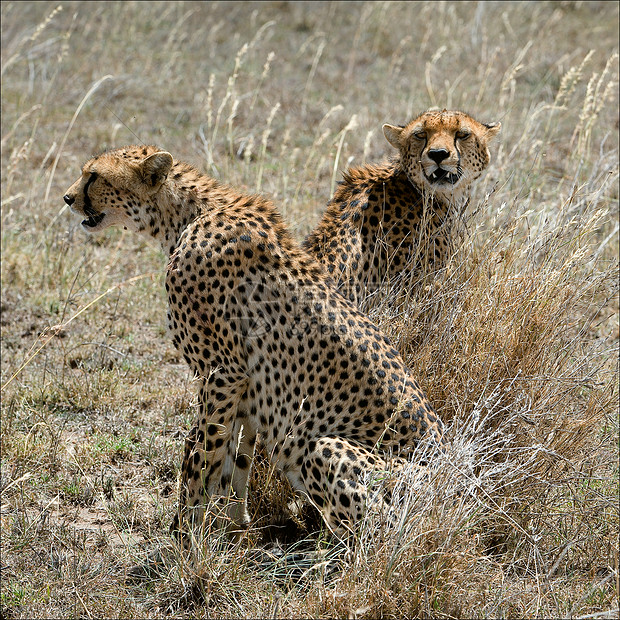两只猎豹在草地上图片
