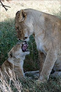 狮子和年轻的狮子动物猎人猫科毛皮幼兽家庭食肉孩子母亲哺乳动物图片
