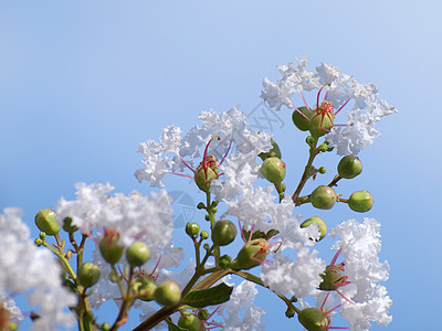 拉热血症天空叶子热带花粉树干农业季节树枝花园桃金娘图片