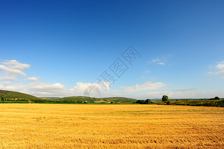 绿山粮食季节小麦农场干草生长天空美丽植物风景图片