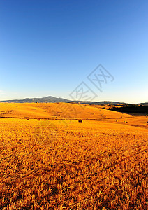 托斯卡纳景观风景生长橙子远景草地地平线爬坡草原粮食保释图片