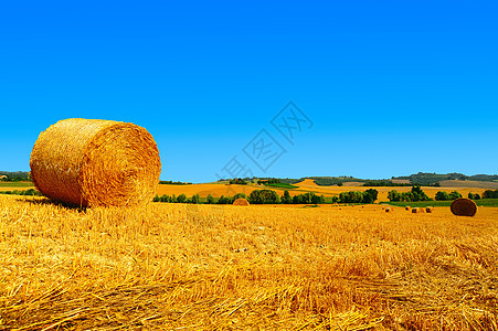海巴勒斯农场爬坡农村粮食天空植物稻草风景草原全景图片
