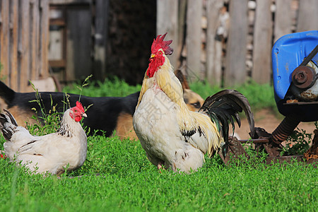 农村风景与农畜城市谷仓商业团体母鸡羽毛农业梳子农家院鸡舍图片