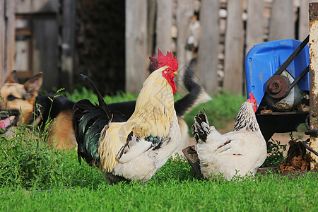 农村风景与农畜白色水平公鸡团体农家院家禽动物红色鸡冠乡村图片