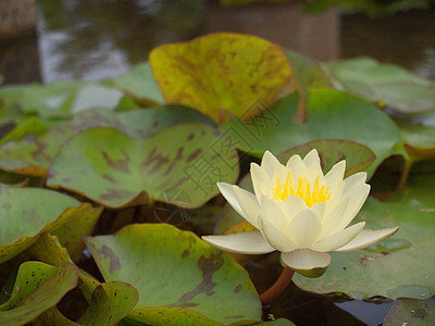 莲花叶子池塘公园植物群荷花热带季节百合花瓣生长图片