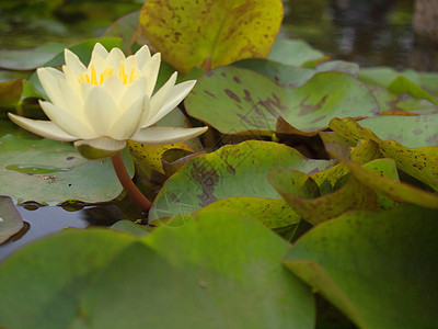 莲花生长池塘百合植物学热带植物荷花植物群花园公园图片