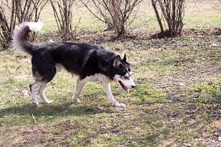 漫步的哈斯基树叶阳光晴天水平阴影衬套公园动物猎犬灰色图片