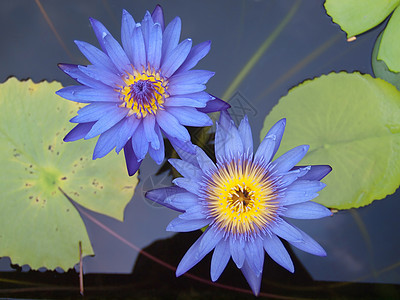 莲花花园公园池塘植物学植物百合水池植物群季节美丽图片