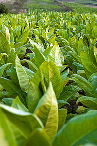 烟草工厂绿色场地树叶种植园农场植物背景图片