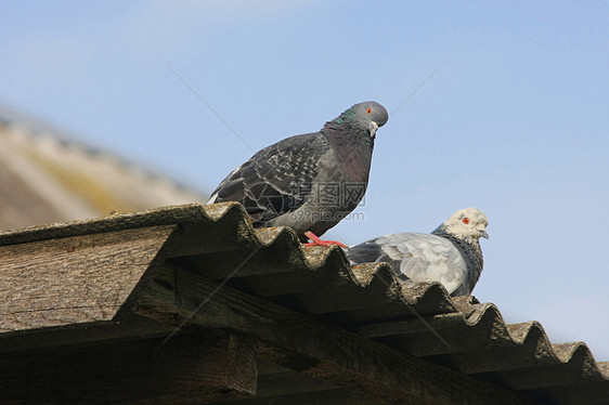 屋顶上有鸽子摄影夫妻鸟类山墙羽毛天空野生动物黑色灰色梳子图片