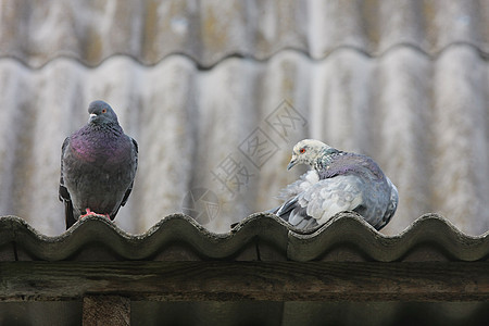屋顶上有鸽子鸟类摄影梳子羽毛水平动物灰色山墙夫妻野生动物图片