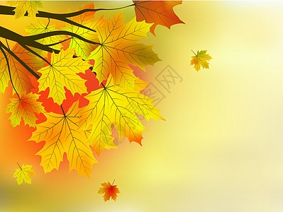 秋叶 很浅的焦点花园环境植物绿色季节橙子白色红色森林阳光图片