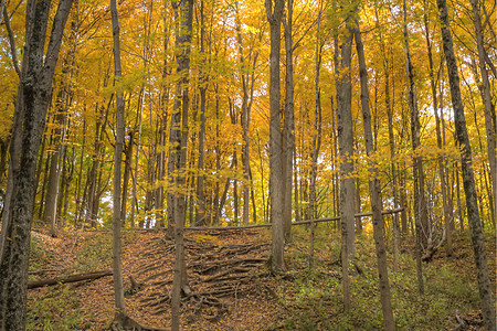 一片充满秋色的森林季节生长植物橡木橙子黄色分支机构植物学树叶树木图片