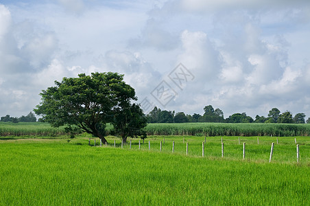 泰国的稻米田耕地农场绿色乡村稻田谷物甘蔗农业粮食食物背景图片