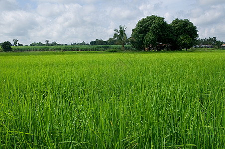 泰国的稻米田食物粮食耕地甘蔗谷物稻田乡村绿色农业农场背景图片