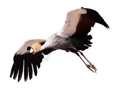 皇家飞行起重机天空脖子翅膀土地动物群移民羽毛绿色灰色航班图片