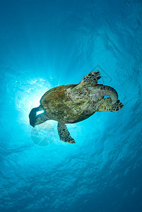 乌鹰章海龟海洋生物热带成人珊瑚礁野生动物动物男性海洋玳瑁濒危图片