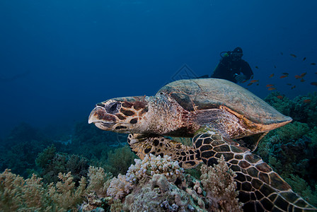 乌鹰章海龟男性成人海洋生物野生动物珊瑚礁热带海洋濒危动物游泳图片