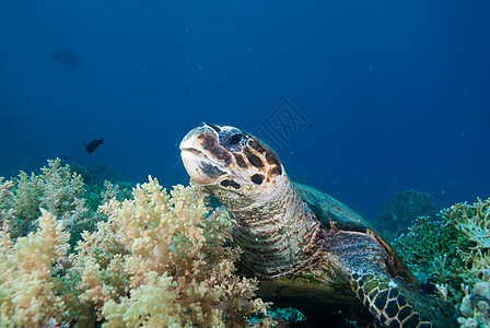 乌鹰章海龟玳瑁成人珊瑚礁热带男性濒危海洋海洋生物动物野生动物图片