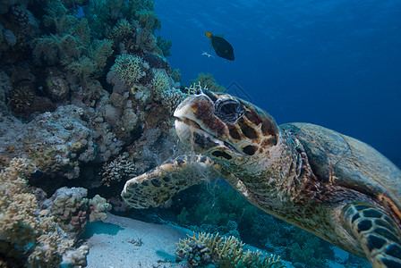乌鹰章海龟海洋生物玳瑁海洋动物热带野生动物珊瑚礁爬虫男性濒危图片