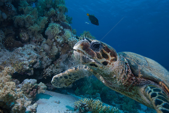 乌鹰章海龟海洋生物玳瑁海洋动物热带野生动物珊瑚礁爬虫男性濒危图片