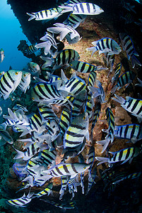 热带鱼类大海浅滩学校团聚条纹海洋热带鱼海洋生物图片