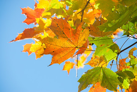 秋叶 非常浅的焦点黄色红色金子边界季节衬套背景森林植物条纹图片