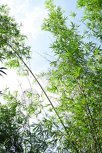 竹木林叶子生长文化植物生活树林丛林热带森林花园图片