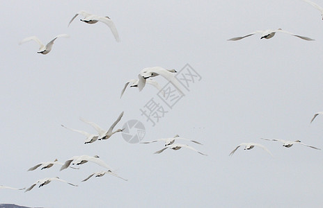 图德拉天鹅团体动物国家苔原避难所飞行野生动物鸭子图片
