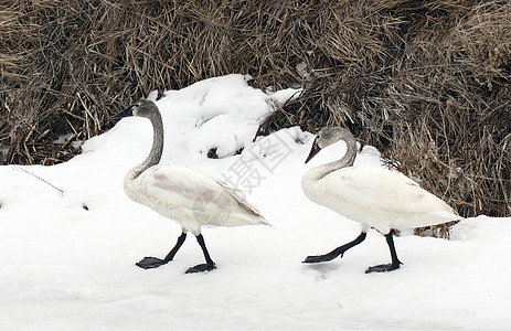 图德拉天鹅动物避难所野生动物团体国家鸭子苔原图片