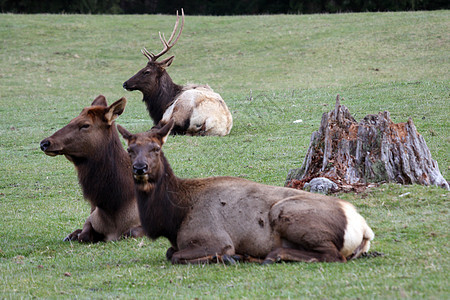 电 Elk动物园公园场地动物游戏麋鹿森林叶子睡眠野生动物图片