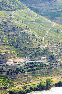 葡萄牙杜罗谷的葡萄树种植者农业作物山谷生长生产酒业栽培种植风景图片