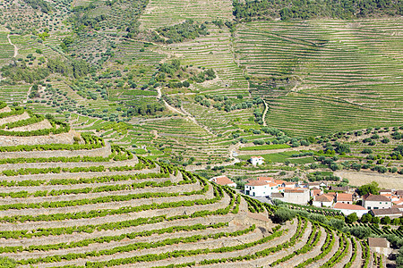 葡萄牙杜罗谷的葡萄树藤蔓生长作物酒业国家种植栽培山谷葡萄外观图片