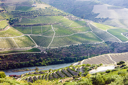 葡萄牙杜罗谷的葡萄树葡萄园乡村旅行世界世界遗产外观位置风景山谷栽培图片