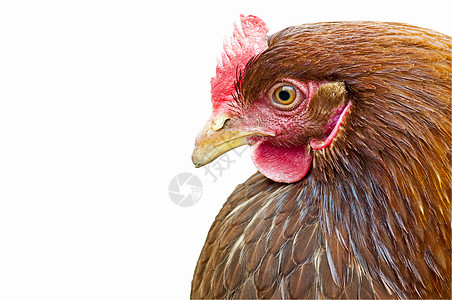 鸡头羽毛黄色动物眼睛小鸡母鸡白色乡村农场食物图片
