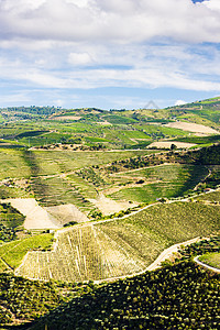 葡萄牙杜罗谷的葡萄树农业生产风景植物葡萄园山谷栽培农村外观种植者图片