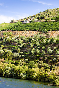 葡萄牙杜罗谷栽培河流山谷旅行葡萄园世界世界遗产位置外观乡村图片