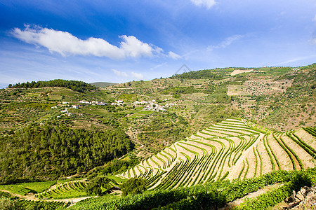 葡萄牙杜罗谷的葡萄树生产生长种植者栽培农业酒业农村国家山谷外观图片