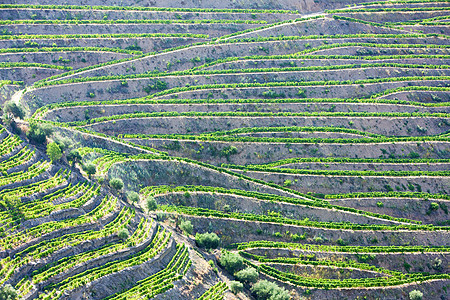 葡萄牙杜罗谷的葡萄树栽培葡萄风景外观世界遗产农村生产酒业植物国家图片