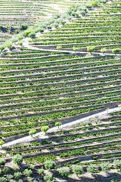 葡萄牙杜罗谷的葡萄树培育生产生长种植农业酒业山谷栽培旅行国家图片